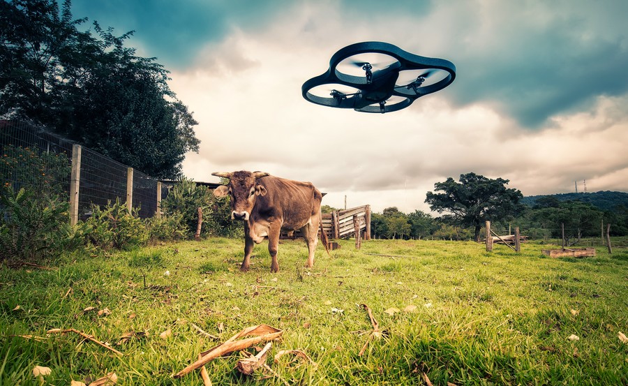 Drone sobrevoando uma vaca em um pasto